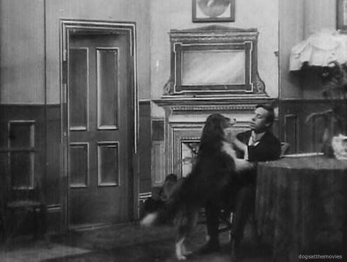 Спасена Ровером (1905) - Трейлеры Спасена Ровером (1905) - Трейлеры