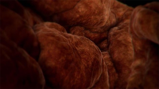 BBC: Внутри человеческого тела / Inside the Human Body (мини-сериал) (2011) - Трейлеры