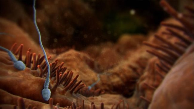 BBC: Внутри человеческого тела / Inside the Human Body (мини-сериал) (2011) - Трейлеры