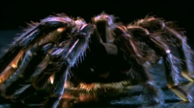 Animal Planet. Самые большие и страшные жуки в мире - Трейлеры