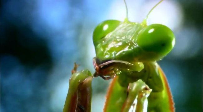 Animal Planet. Самые большие и страшные жуки в мире - Трейлеры