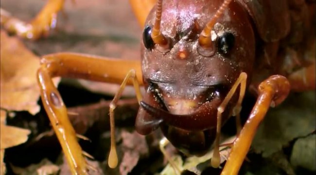Animal Planet. Самые большие и страшные жуки в мире - Трейлеры