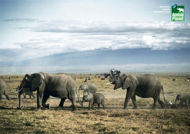 Animal Planet - Трейлеры